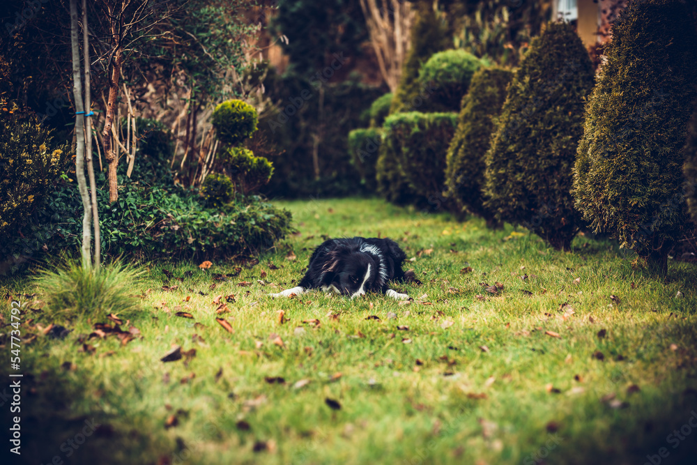 Border collie in the garden. Border collie dog ownership concept. Dog resting in the garden. Border collie in the garden. Border collie dog ownership concept. Dog resting in the garden.
