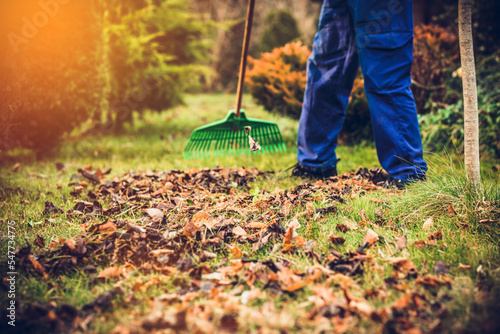 Raking leaves. The man is raking leaves with a rake. The concept of preparing the garden for winter  spring. Taking care of the garden.