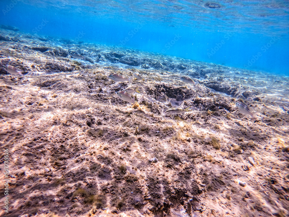 Obraz premium Arabian spinecheek (Scolopsis Ghanam) at coral reef..