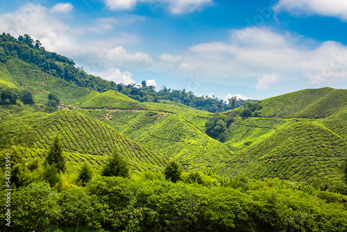 Fototapeta Beautiful Tea plantations