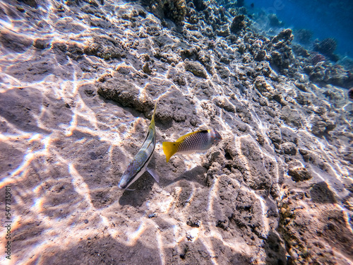 Forsskal goatfish (Parupeneus forskali) and Checkerboard wrasse (Halichoeres hortulanus) on sand sea ​​bottom at the Red Sea coral reef.. photo