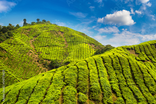 Obraz na plátně Beautiful Tea plantations