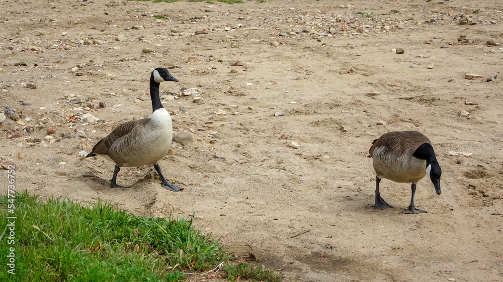 Pair of Canadian Geese walking Pair of Canadian Geese walking