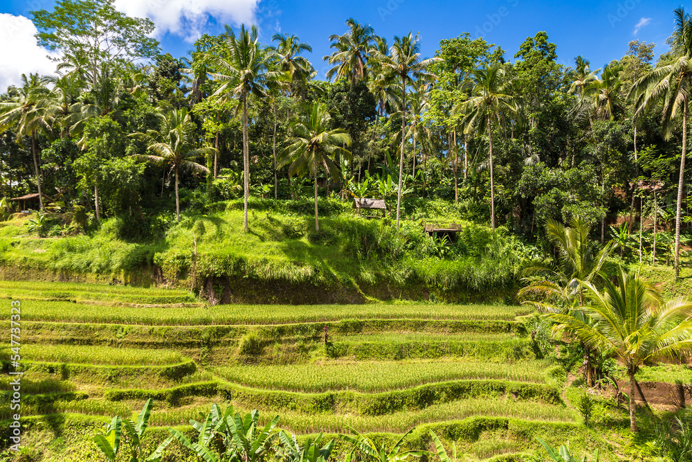 Tegallalang rice terrace on Bali
