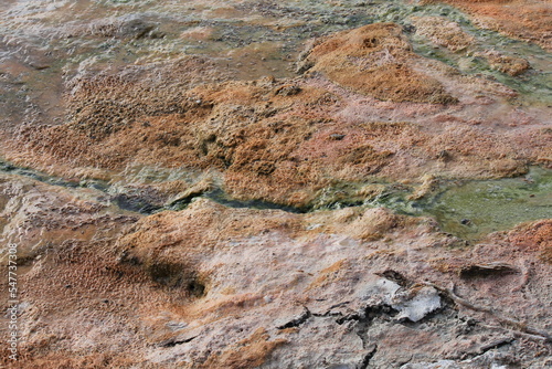 cyanobacterial pattern photo