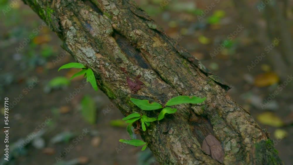 4K Video of Bauhinia winitii Craib tree, Thailand. 4K Video of Bauhinia winitii Craib tree, Thailand.