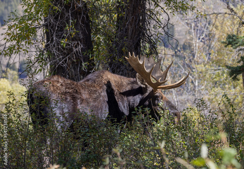 Bull Moose in Autumn in Wyoming