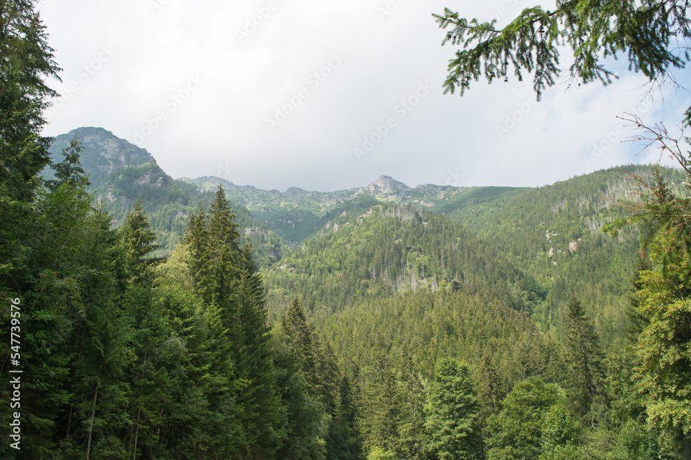 Tatra Mountains. View of the mountains covered with forest