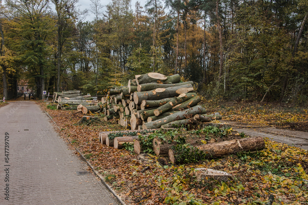 woodpiles of ill beeches, affected by drought and nitrogen deposition, near the iron road plates to be transported to the sawmill woodpiles of ill beeches, affected by drought and nitrogen deposition, near the iron road plates to be transported to the sawmill