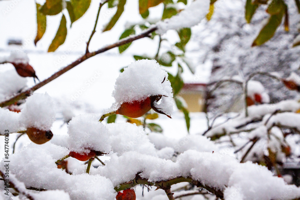 red-pink fruits of roses, rose hips, covered with white snow, berries red-pink fruits of roses, rose hips, covered with white snow, berries