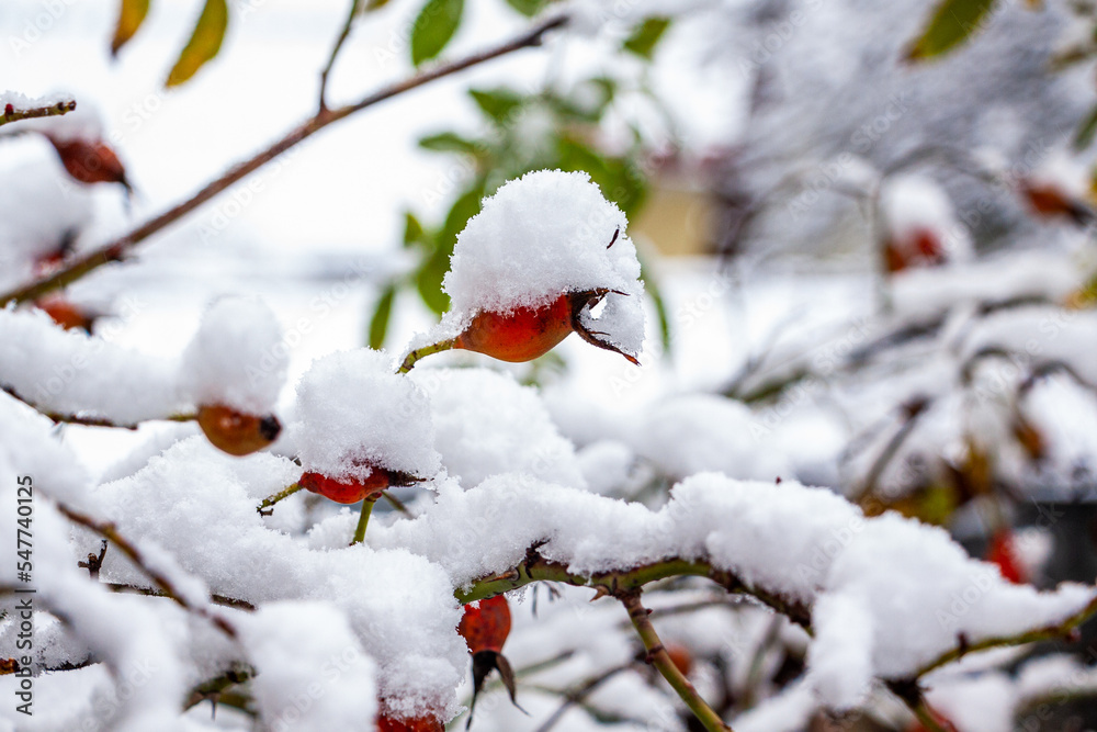 red-pink fruits of roses, rose hips, covered with white snow, berries