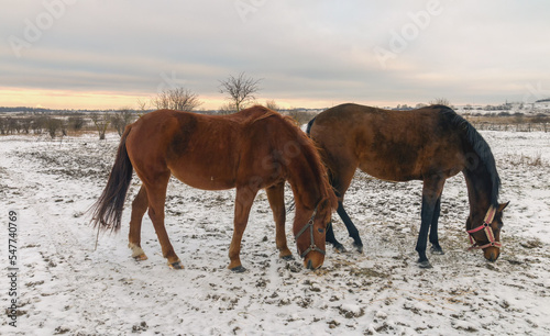 Horses grazing on a snow-covered meadow.
