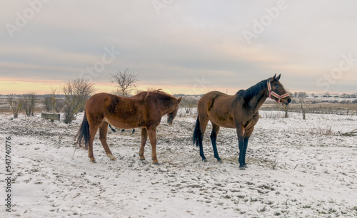 Horses grazing on a snow-covered meadow.
