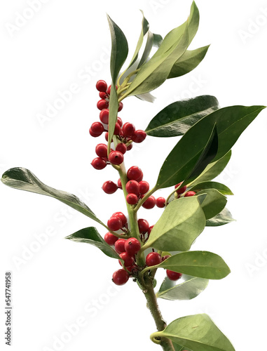 Holly (Ilex) branch with berries