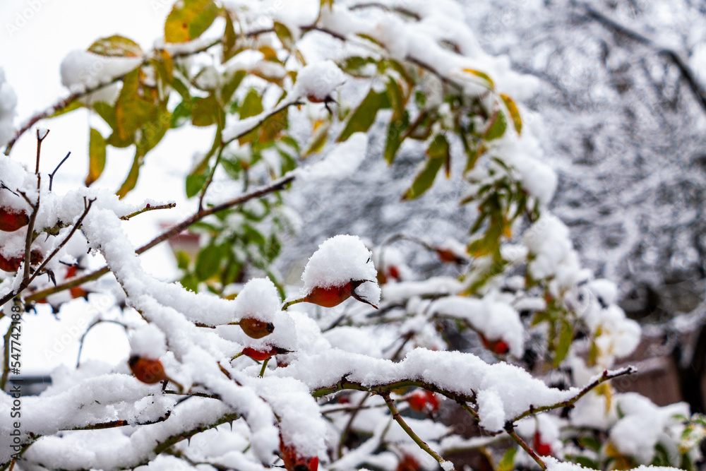 red-pink fruits of roses, rose hips, covered with white snow, berries