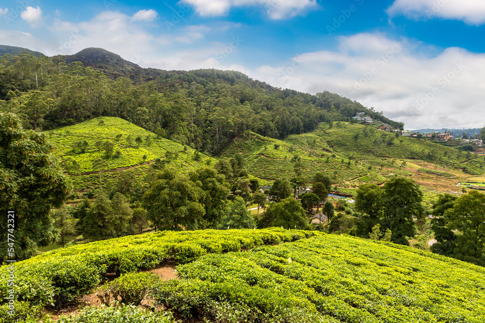 Tea plantations in Sri Lanka