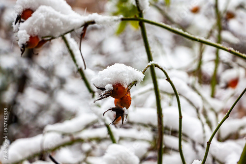 red-pink fruits of roses, rose hips, covered with white snow, berries