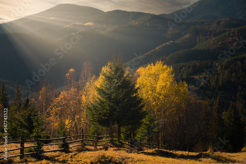 Autumn landscape of mountains. Carpathians, Ukraine. Contrast of green and yellow.