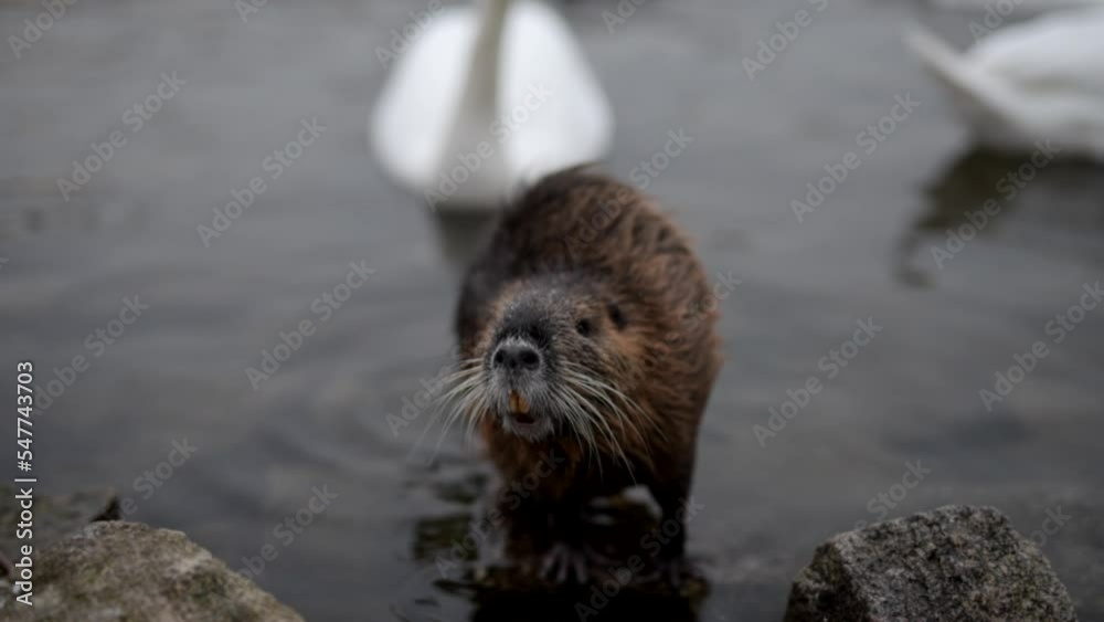 Otter scratching with one paw while swans watch him in the water Otter scratching with one paw while swans watch him in the water