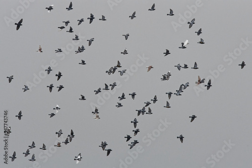 pigeons - columba , columbidae