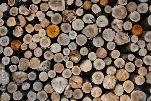 Holzernte mit automatischem Abholzer in einem Waldst  ck