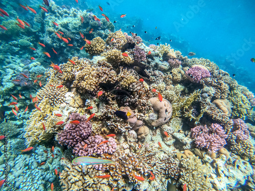 Underwater life of reef with corals, shoal of Lyretail anthias (Pseudanthias squamipinnis) and other kinds of tropical fish. Coral Reef at the Red Sea, Egypt. photo
