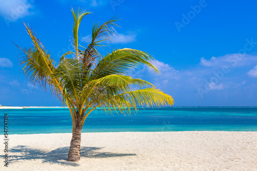 Fototapeta Naklejka Na Ścianę i Meble -  Tropical beach with single palm