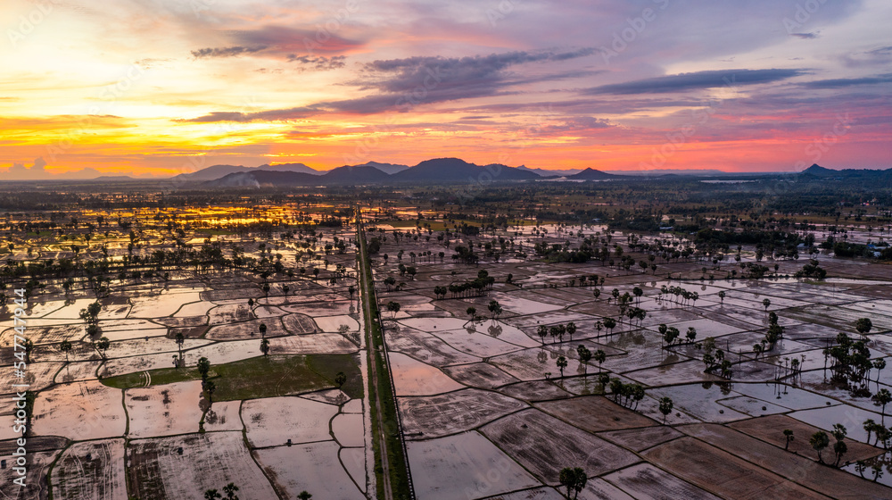 Fototapeta premium Beauty rice terrace with Sugar palms on sunset
