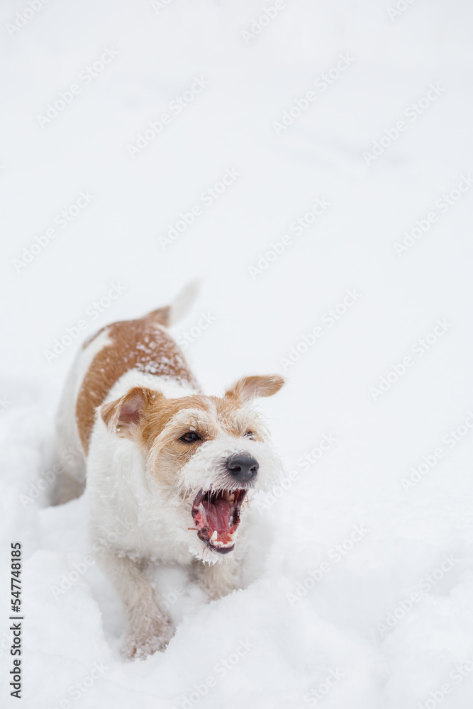 A wirehaired Jack Russell Terrier stands in the snow on a cloudy day. The dog barks. Blurred white background for the inscription