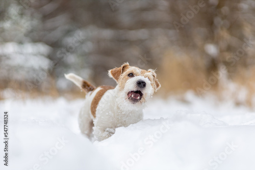 Fototapeta Naklejka Na Ścianę i Meble -  A wirehaired Jack Russell Terrier stands in the snow on a cloudy day. Dog in winter. Blurred forest background from trees for an inscription