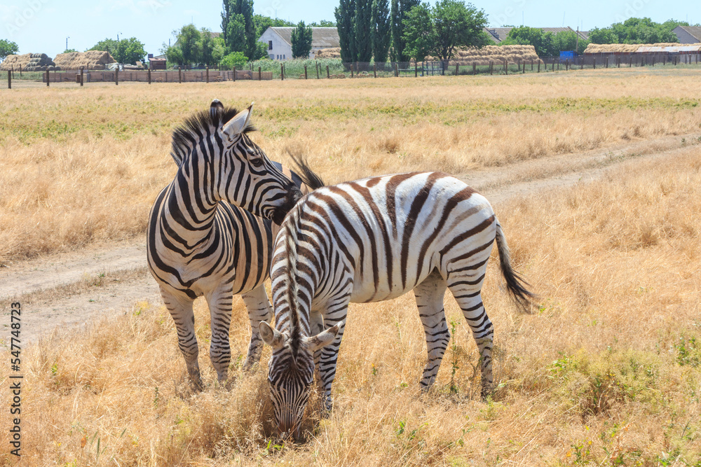 Fototapeta premium Zebras in the Ukrainian steppe on the territory of the national nature reserve 