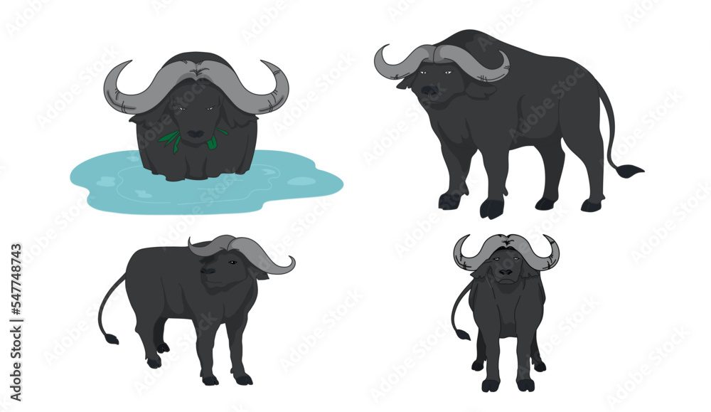 African black buffalo in 4 action
