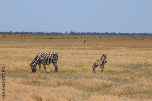 Zebras in the Ukrainian steppe on the territory of the national nature reserve "Askania Nova". Kherson region, Ukraine