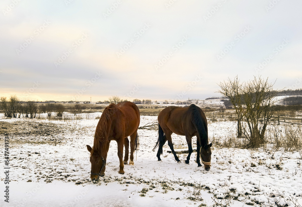 Horses grazing on a snow-covered meadow. Horses grazing on a snow-covered meadow.