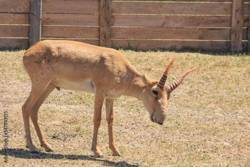 Saiga antelopes in the Ukrainian steppe on the territory of the national nature reserve "Askania Nova". Kherson region, Ukraine