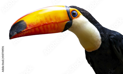 PNG illustration with a transparent background portrait of a toucan bird