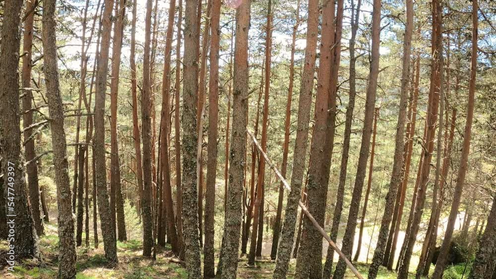 a forest of pine trees in Montes de Valsain, Sierra de Guadarrama, Segovia, Spain a forest of pine trees in Montes de Valsain, Sierra de Guadarrama, Segovia, Spain