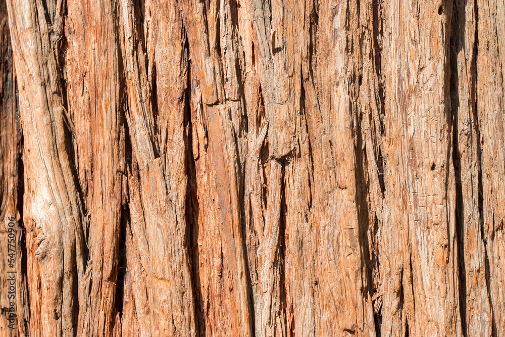 Ponderosa pine wood, California, US