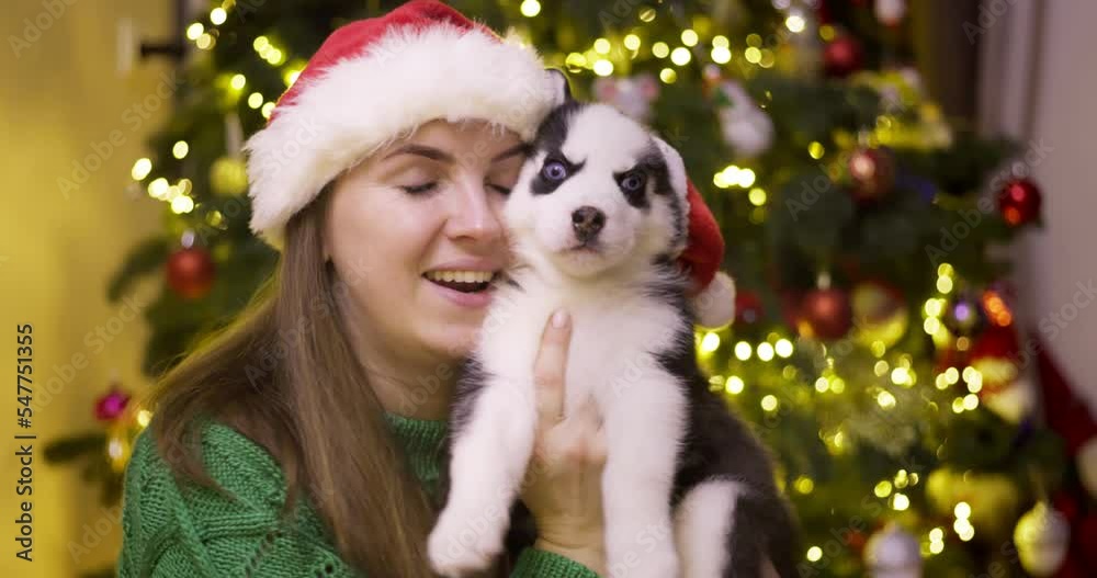 Woman playing with puppy while sitting near the christmas tree Woman playing with puppy while sitting near the christmas tree