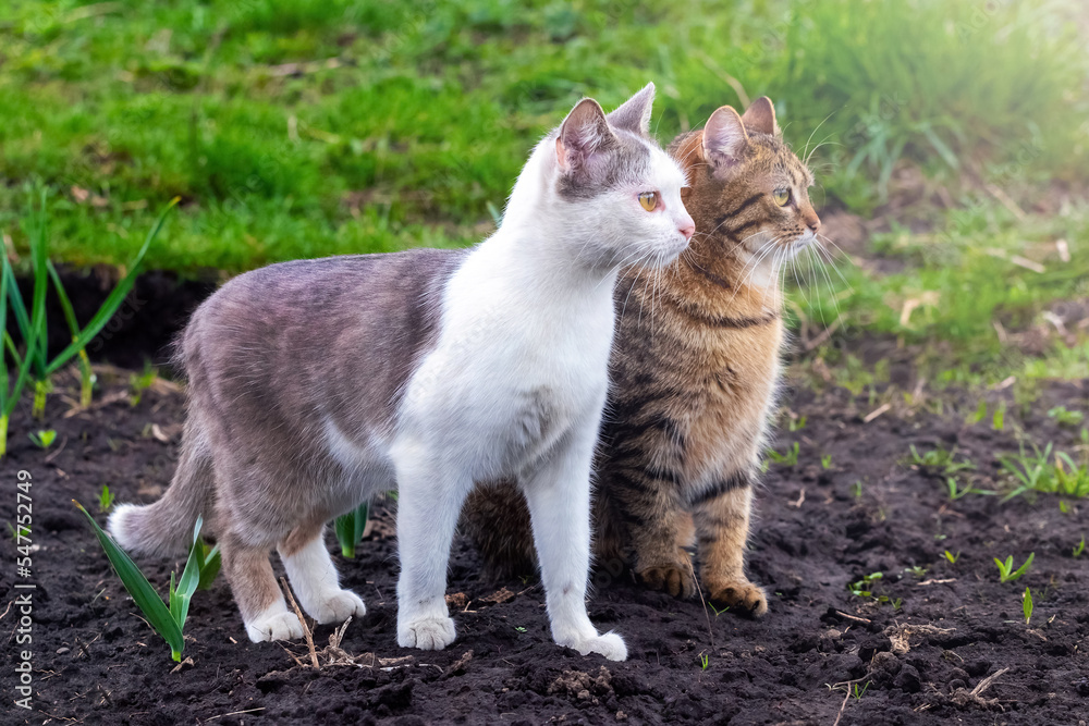 Two cats in the garden are looking carefully in front of them Two cats in the garden are looking carefully in front of them