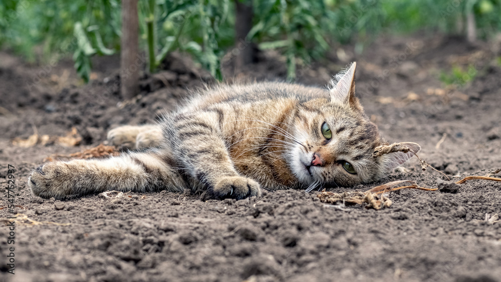 A tabby cat is lying on the ground in a bed near tomato bushes, the cat is resting
