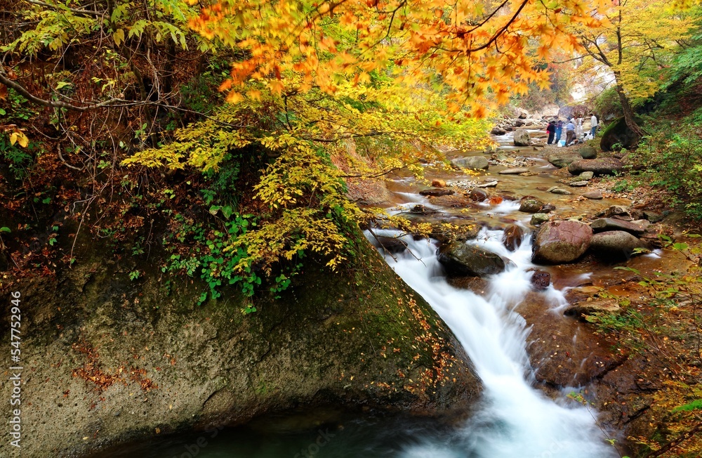 A cascading stream flowing through colorful autumn forests in a mysterious gorge between Yamagata & Miyagi, Japan ~ Nature scenery of a beautiful river & amazing fall foliage in Japanese countryside