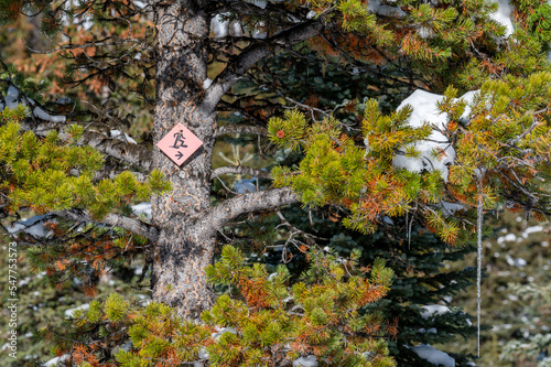 Snoeshoe trail sign on pine tree