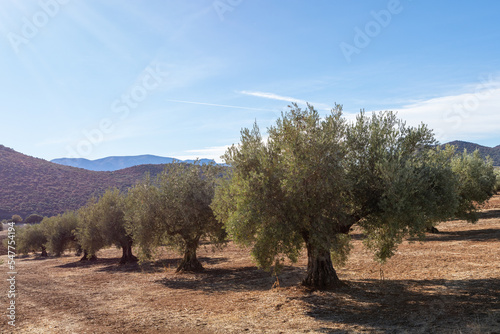Rows of olive trees in the countryside in Andalucia  Spain  a sunny autumn morning