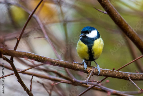 bird watching, great tit looking for food photo