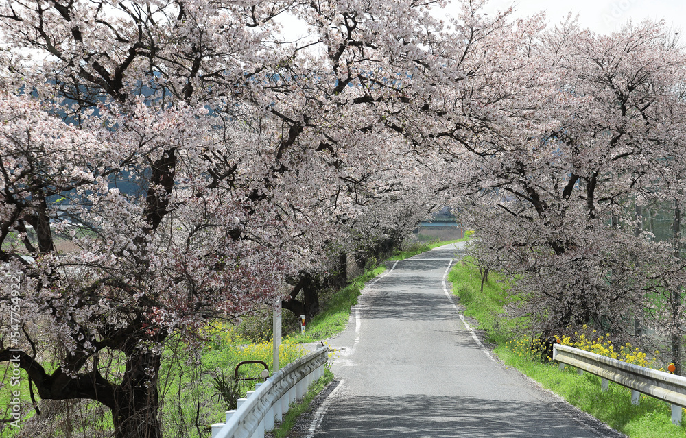 A country road under the archway of beautiful sakura (cherry) blossoms in the rural area of Maniwa City, Okayama Japan ~ Romantic scenery of Japanese countryside with amazing blossoms in springtime