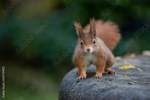 feeding squirrels in a park with hazelnuts