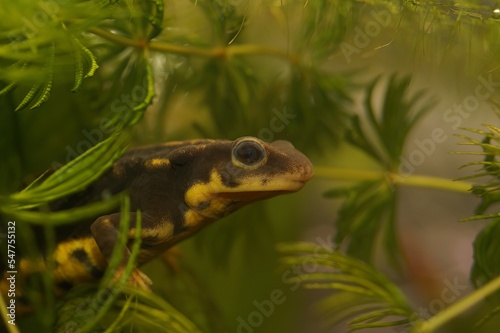Closeup on the Japanese endangered Riu-Kiu sword-tailed newt, Cynops ensicauda ensicauda photo