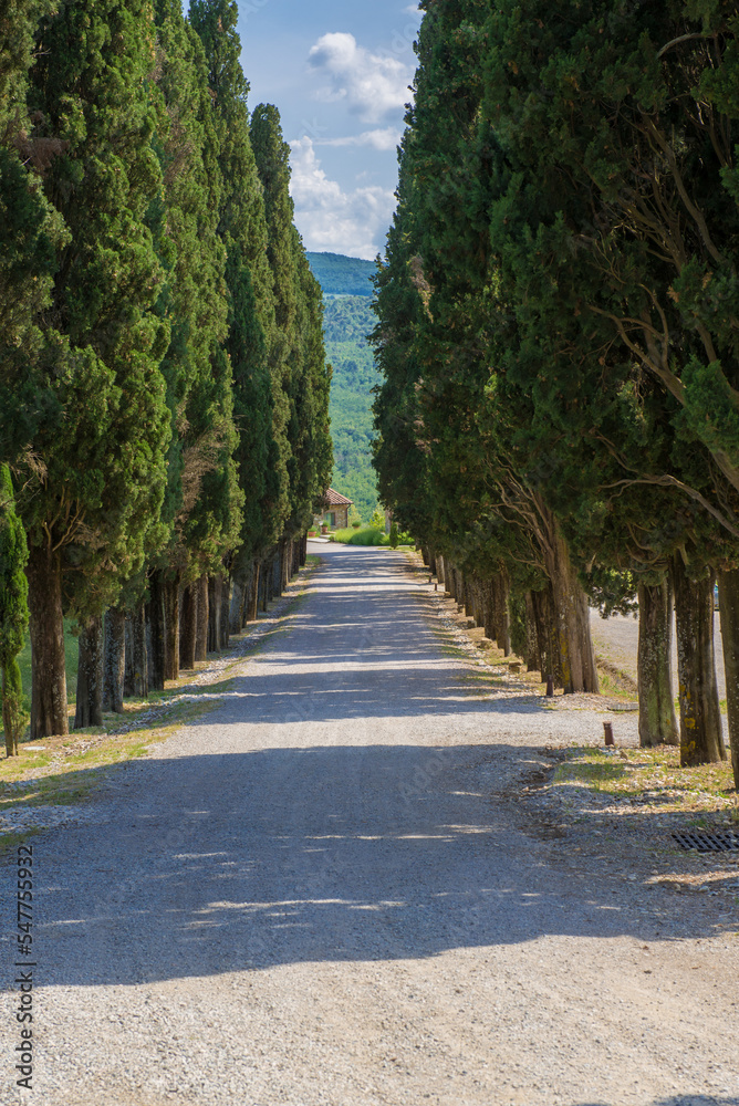 A tree lined avenue in Tuscany, Italy.
