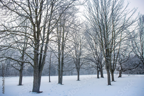 morning forest in winter © Mallivan